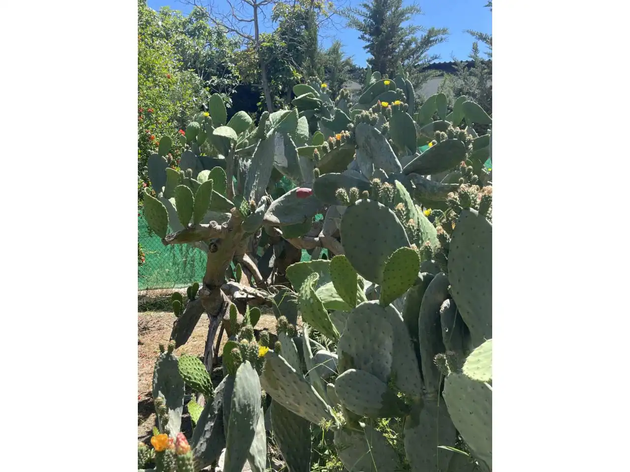 Jardí de Finca rústica en venda en Estepona amb Aire condicionat, Calefacció i Jardí privat