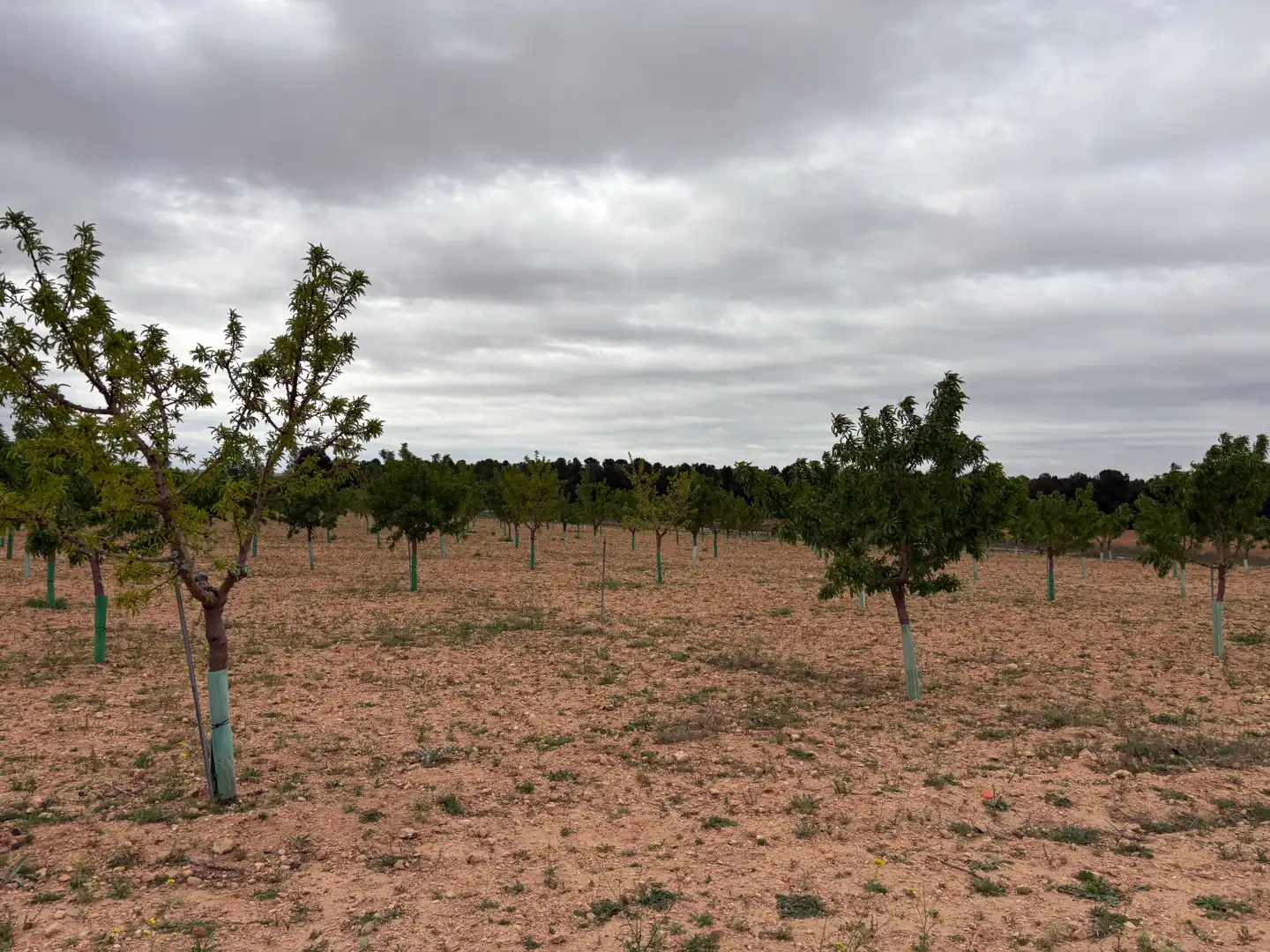 Rural land for sale in El Bonillo, imagen 5