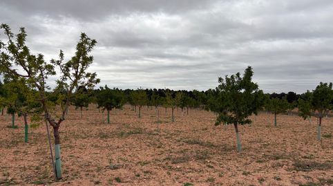 se vende parcela de almendros en producción, immagine 5