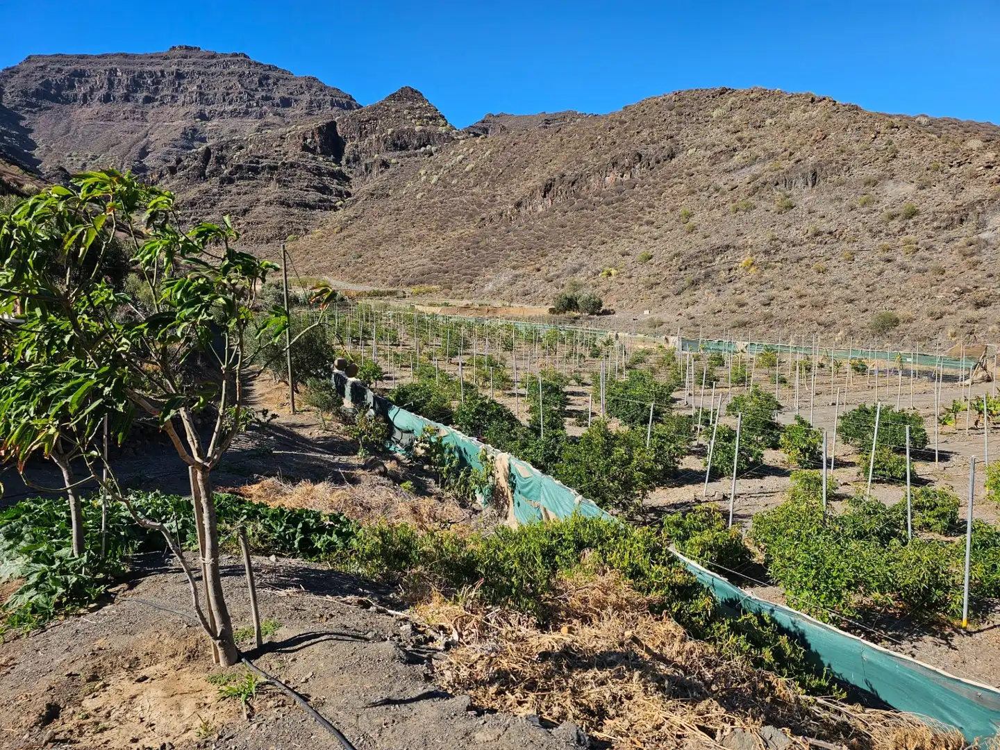 Vista exterior de Finca rústica en venta en La Aldea de San Nicolás  con Jardín privado, Terraza y Trastero