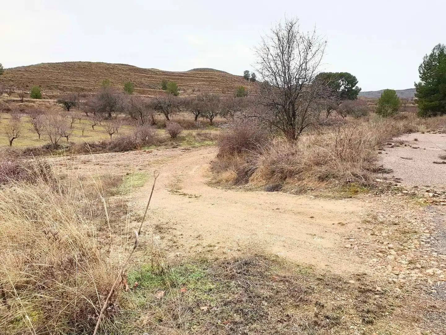 Terreno en venta en Maluenda