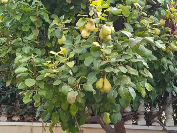 Jardí de Pis en venda en Orihuela amb Aire condicionat i Terrassa