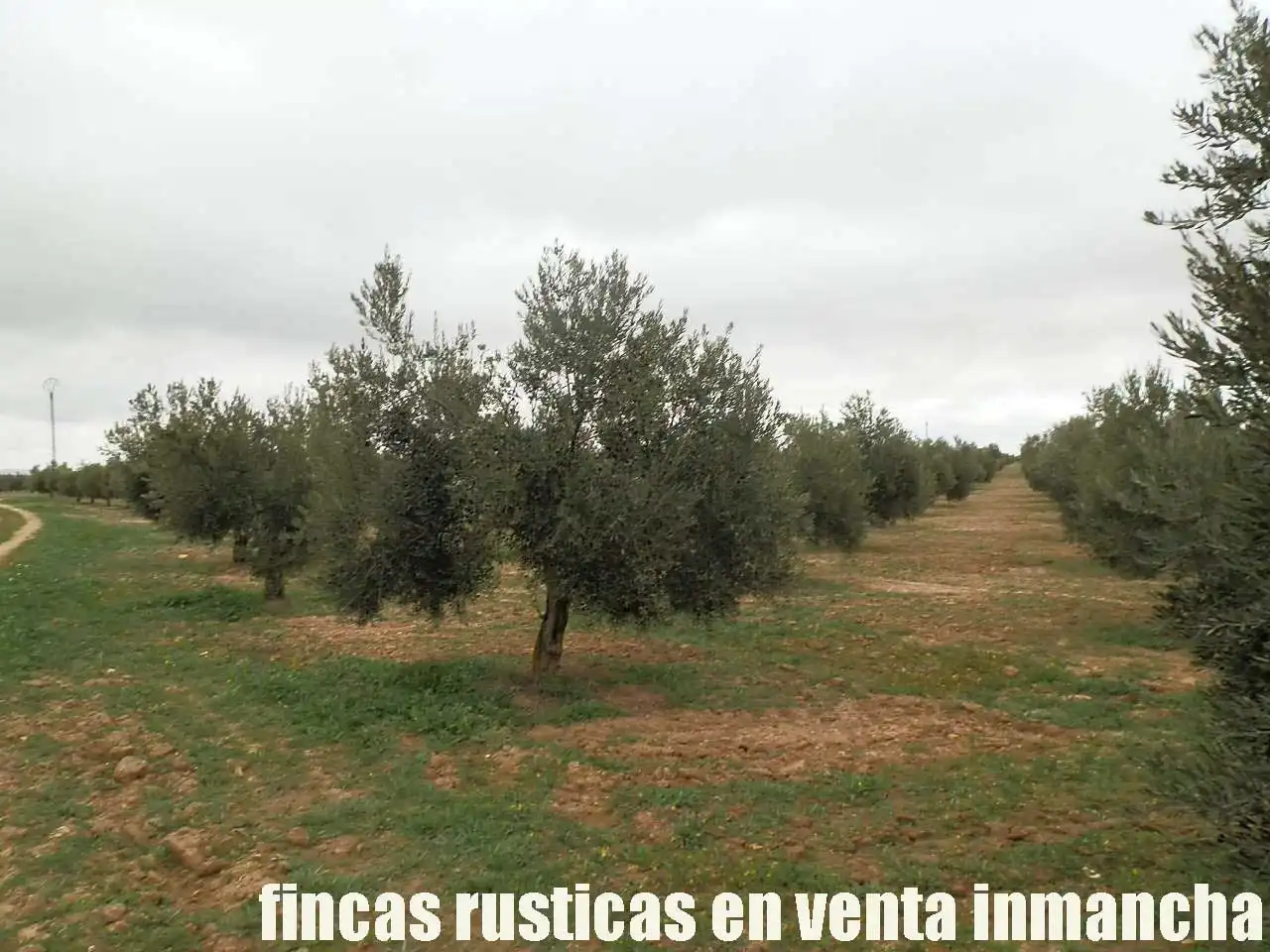 Terreno rustico in vendita a Campo de Criptana, imagen 5