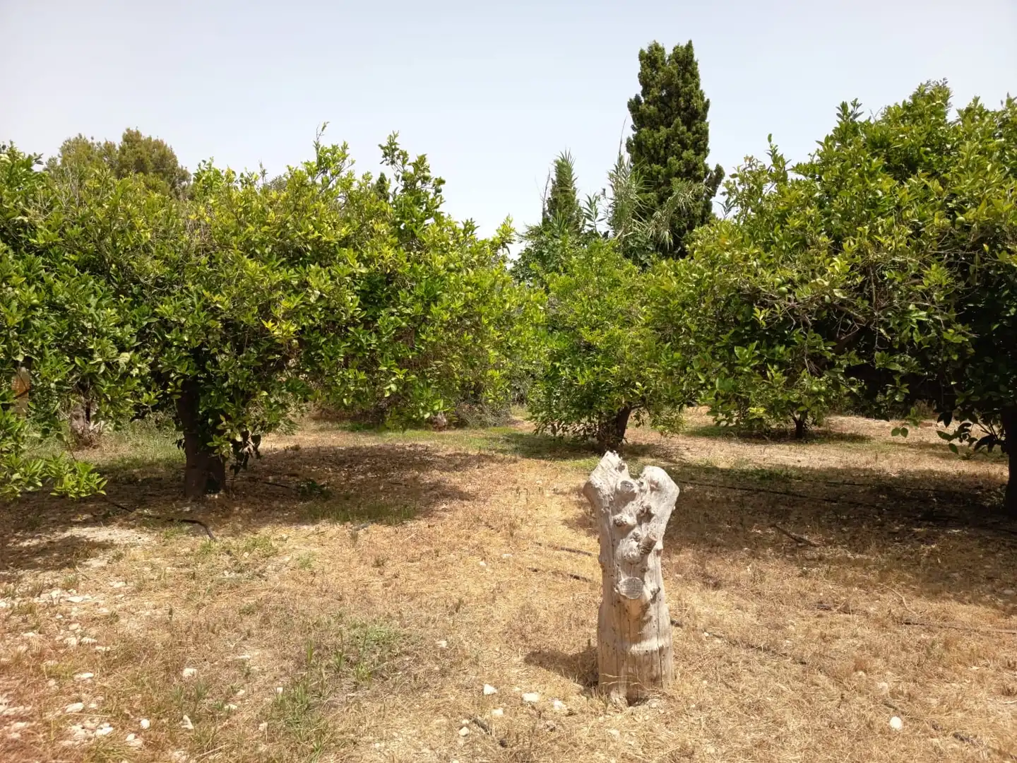 Casa o xalet en venda en Alicante / Alacant amb Jardí privat, Terrassa i Piscina