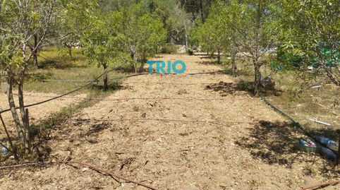 Parcela rústica de 4.485 m en Algaida, zona Puig de ses Bruixes, immagine 5