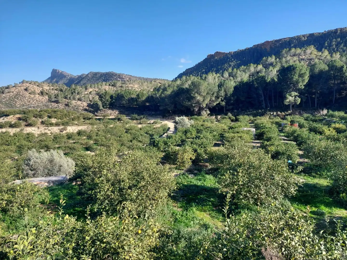 Terrenys i solars en venda a Camino Camino Cañada Umbría, imagen 5