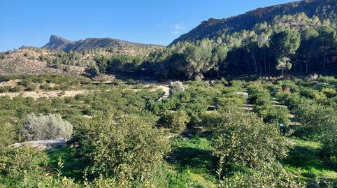 Terreno rustico de limoneros, imatge 5