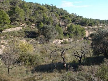Terreny rústic en venda a Carrer de l'Església 35