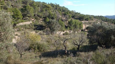 Preciosa finca 12.000m