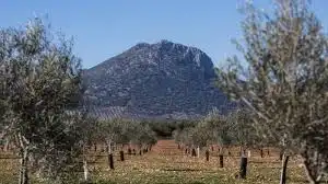 Terreno rustico in vendita a Pruna, imagen 2