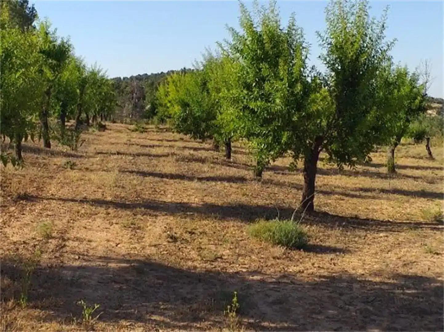 Terreno en venta en L'Albi