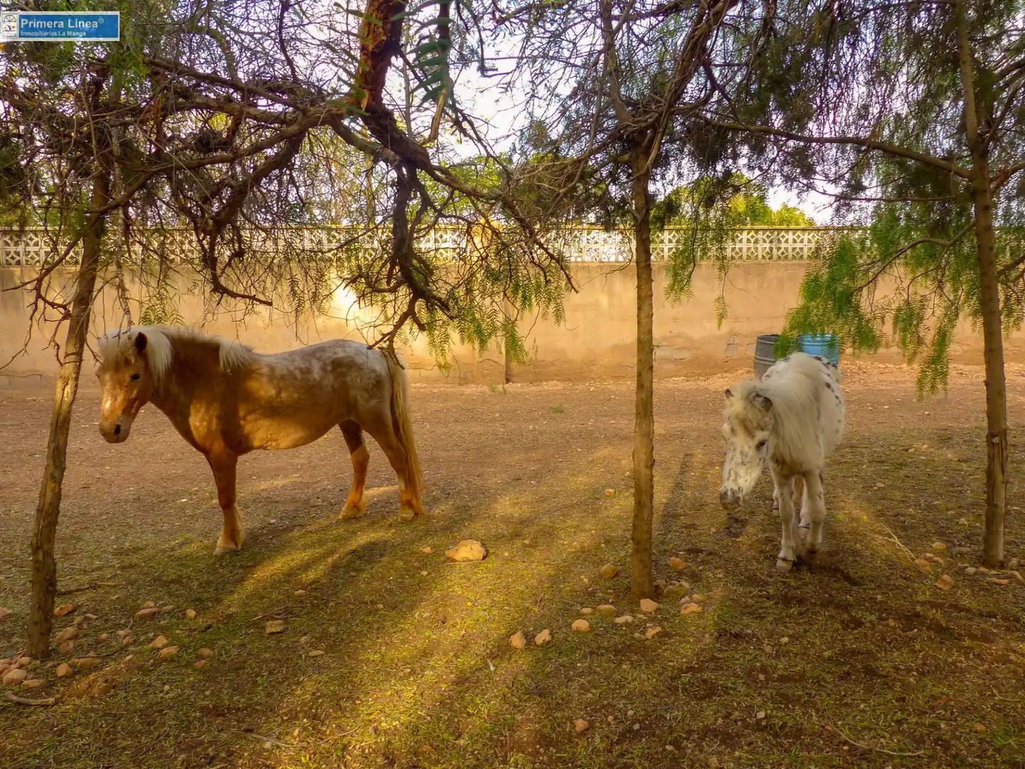 Vista exterior de Finca rústica en venda en Fuente Álamo de Murcia amb Calefacció, Jardí privat i Terrassa