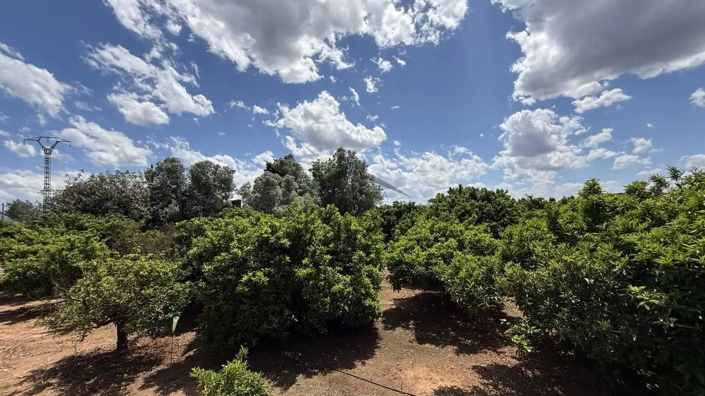 Terrain rustique à vendre à La Pobla Llarga, imagen 9