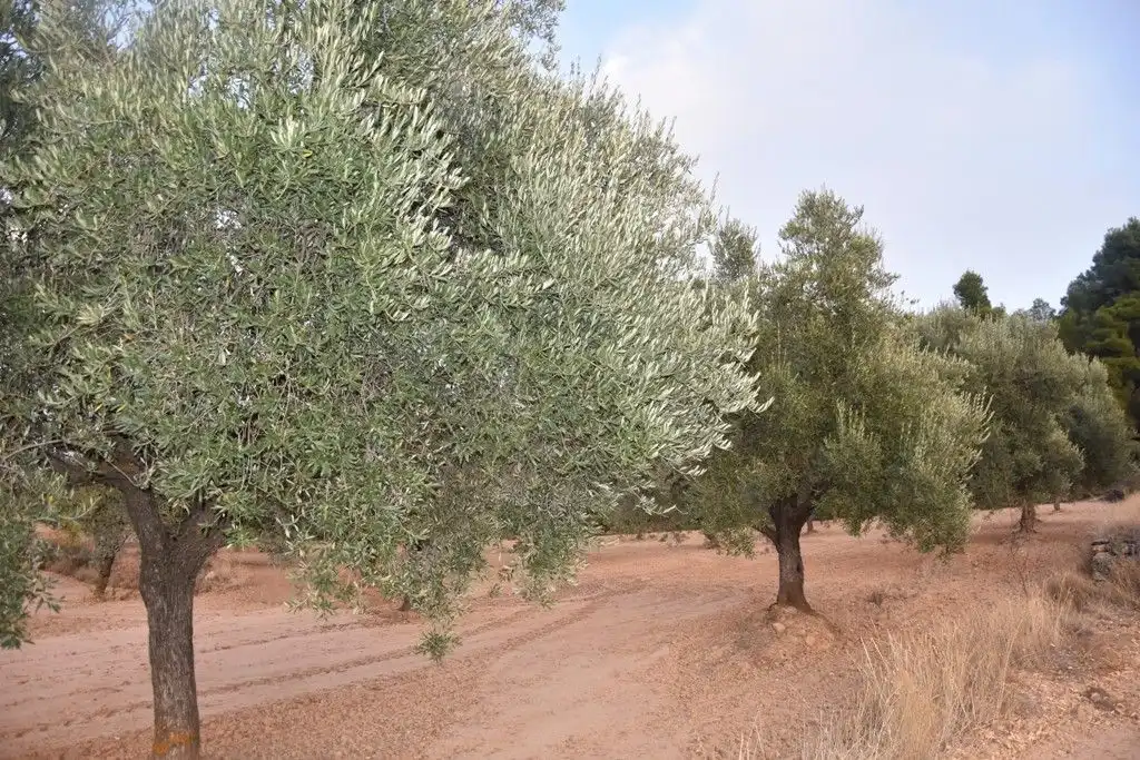 Terreni e lotti in vendita a Valderrobres, imagen 7