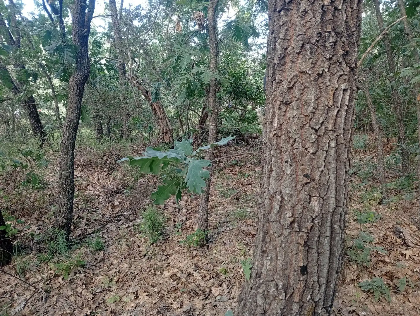 Terreni e lotti in vendita a Losar de la Vera, imagen 48
