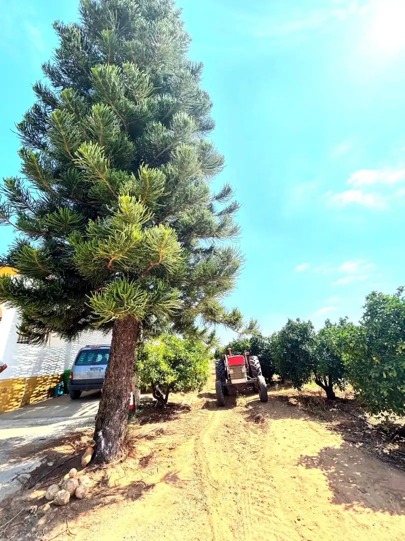 Vista exterior de Finca rústica en venta en Cantillana con Aire acondicionado, Terraza y Piscina