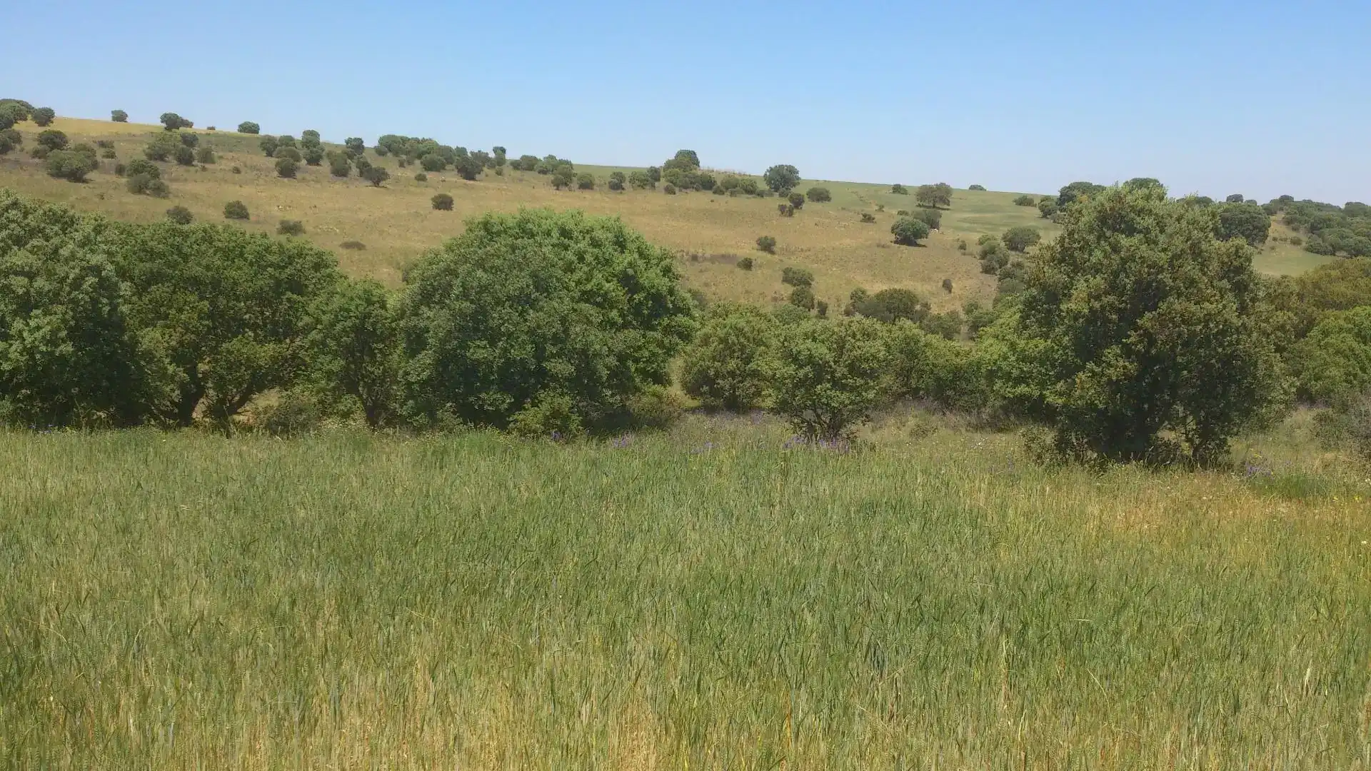 Terreno en venta en Mediana de Voltoya