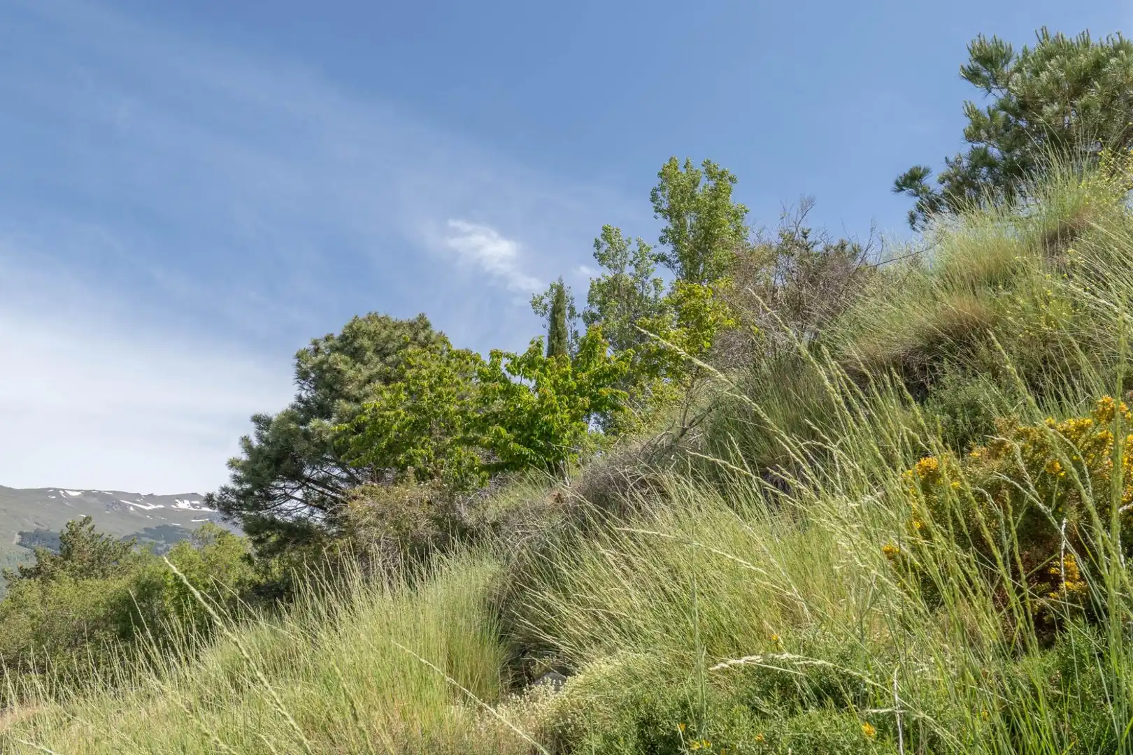 Terreno en venta en Soportújar