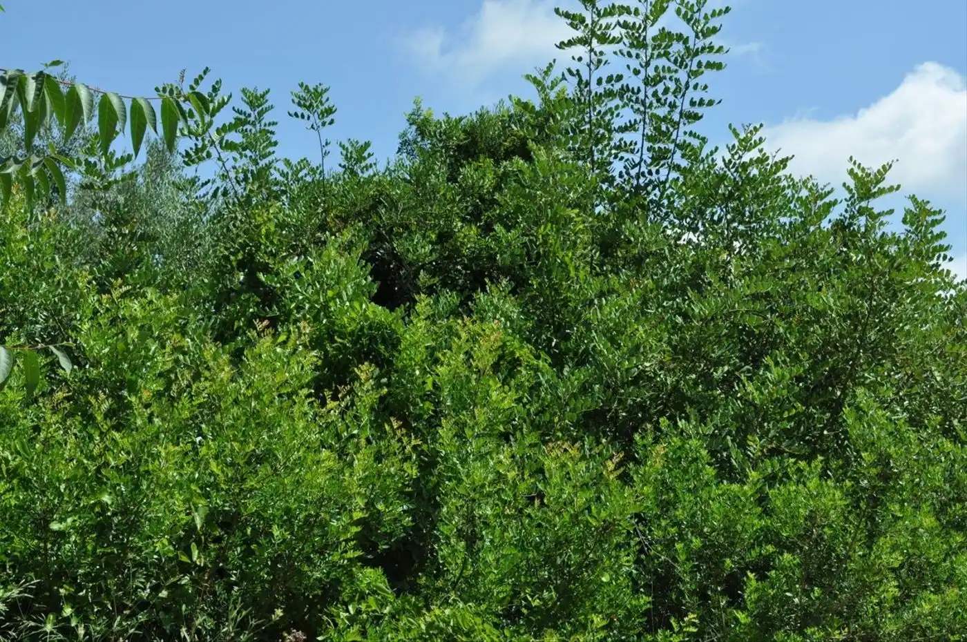 Land for sale in Camí del Barranc de la Llet, 26, Sant Llàtzer
