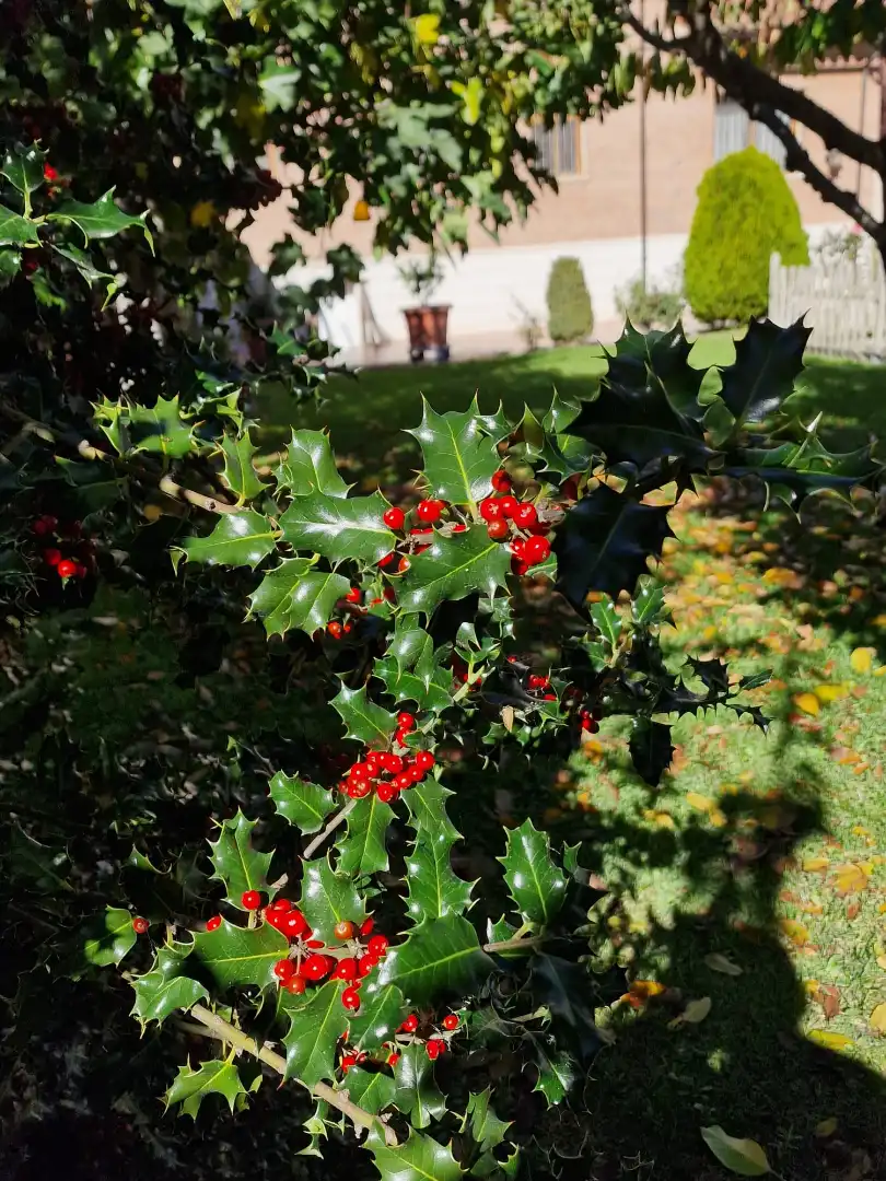 Jardín de Casa o chalet en venta en Medina del Campo con Calefacción, Jardín privado y Terraza