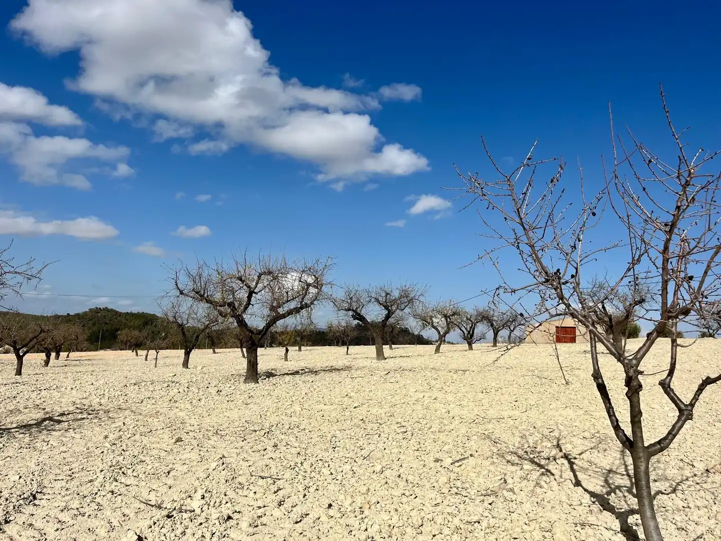 Lands and plots for sale in Bullas, imagen 2