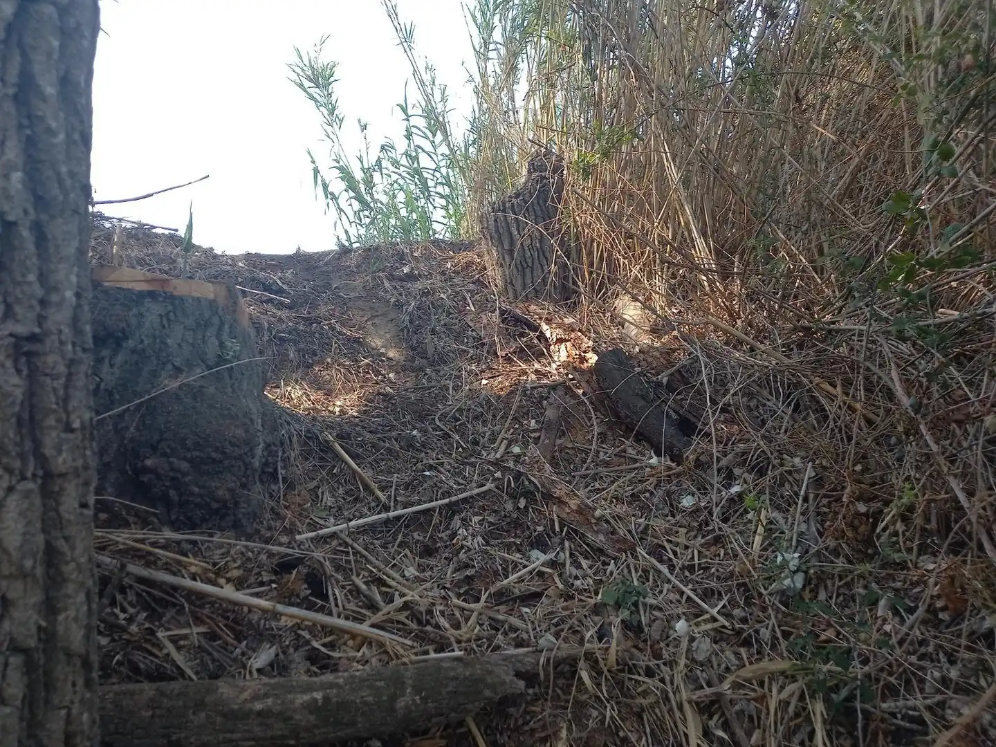 Lands and plots for sale in Ginestar, imagen 13