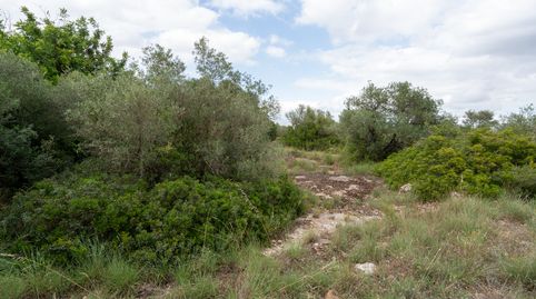 Finca rústica de 9000 m2 con agua de pozo comunitario