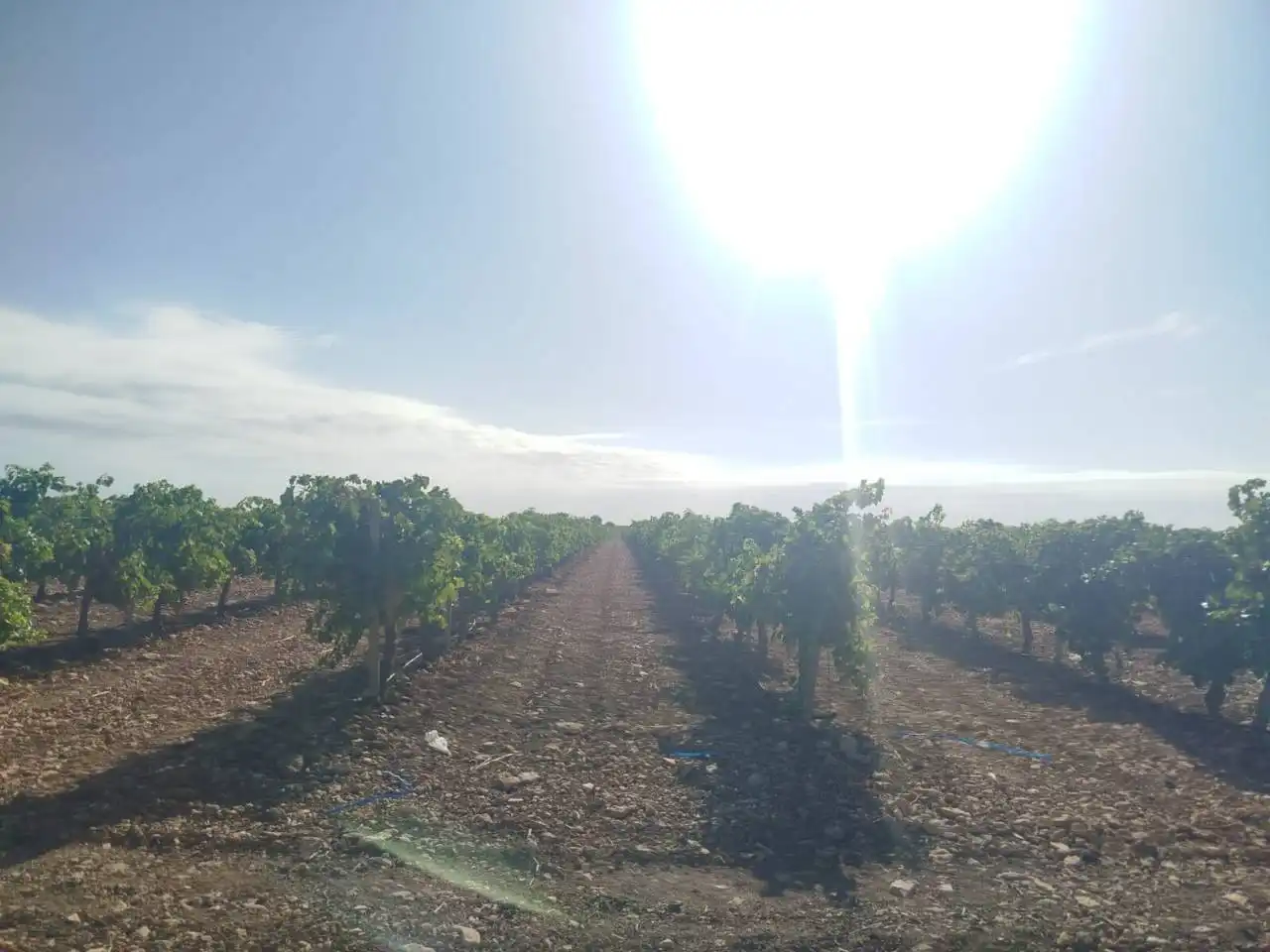 Terreno rustico in vendita a Alcázar de San Juan