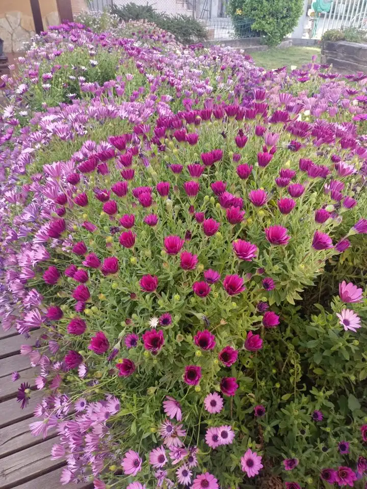 Garten von Residential zum Verkauf in Luceni