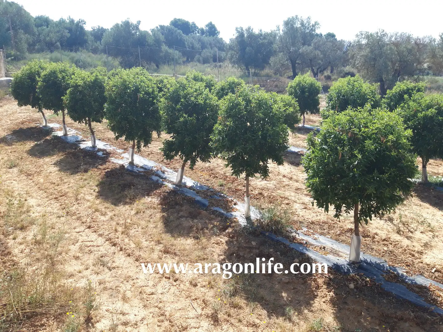 Jardín de Finca rústica en venta en Caspe con Amueblado