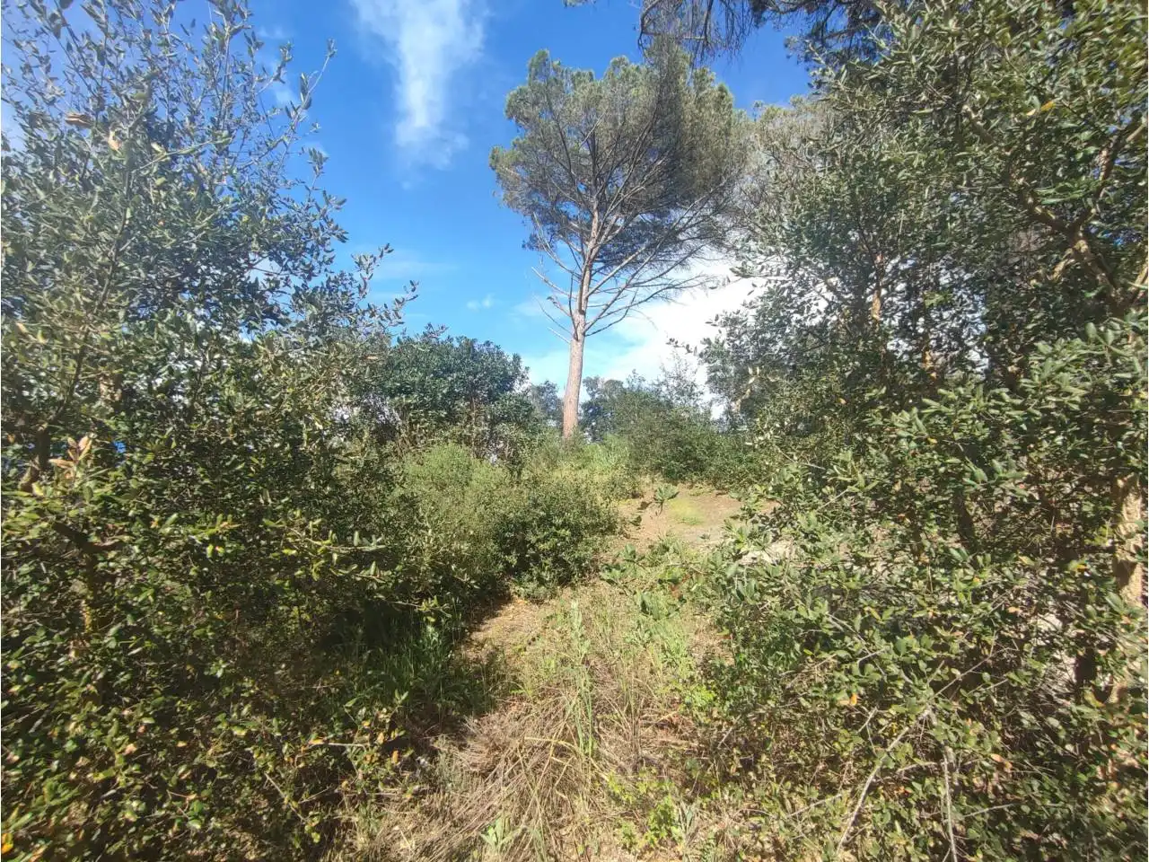 Terreny residencial en venda a Calle Pla de l´Estany, imagen 22