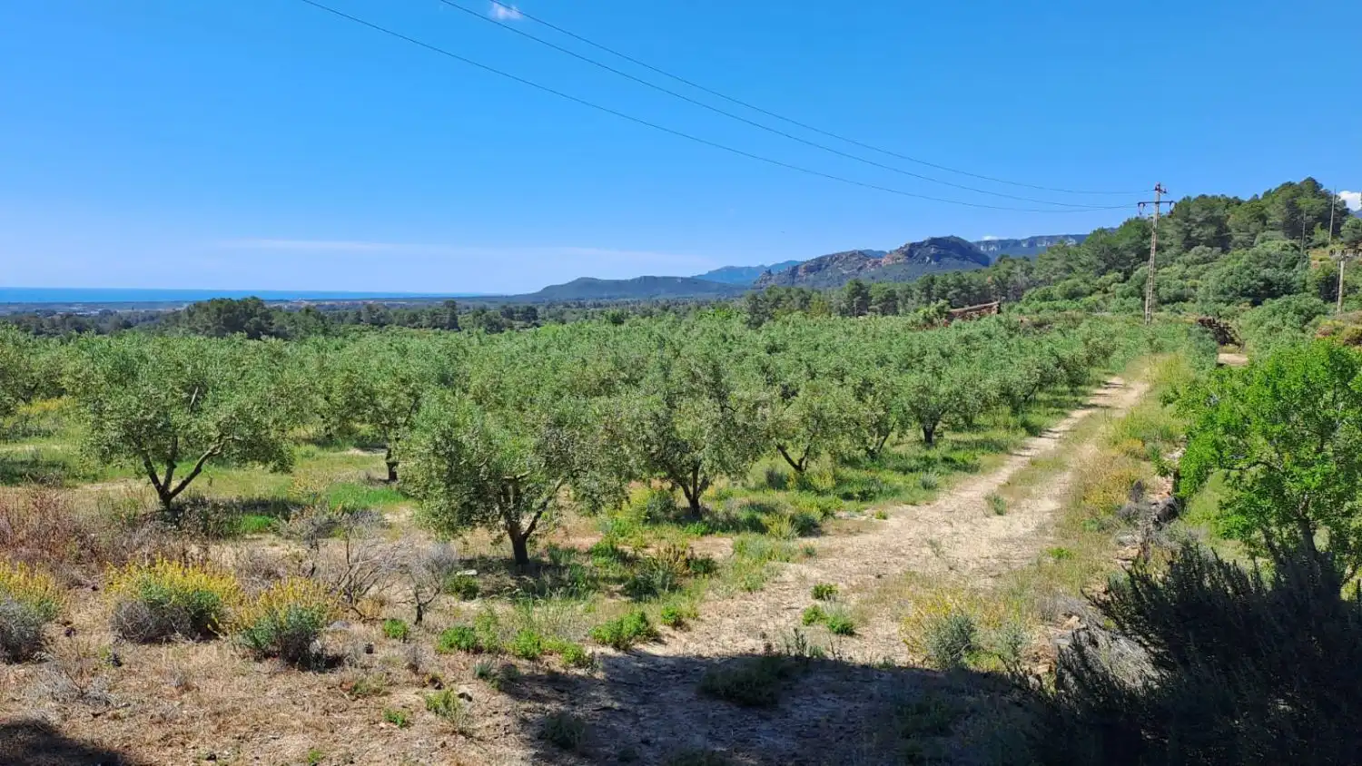Finca rústica en venda en Riudecanyes