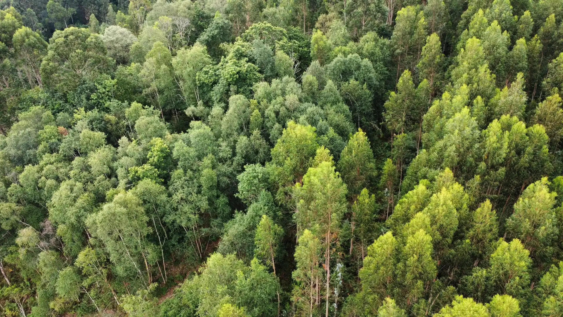 Terreno rustico in vendita a Pría - Nueva-Hontoria - Naves, imagen 10