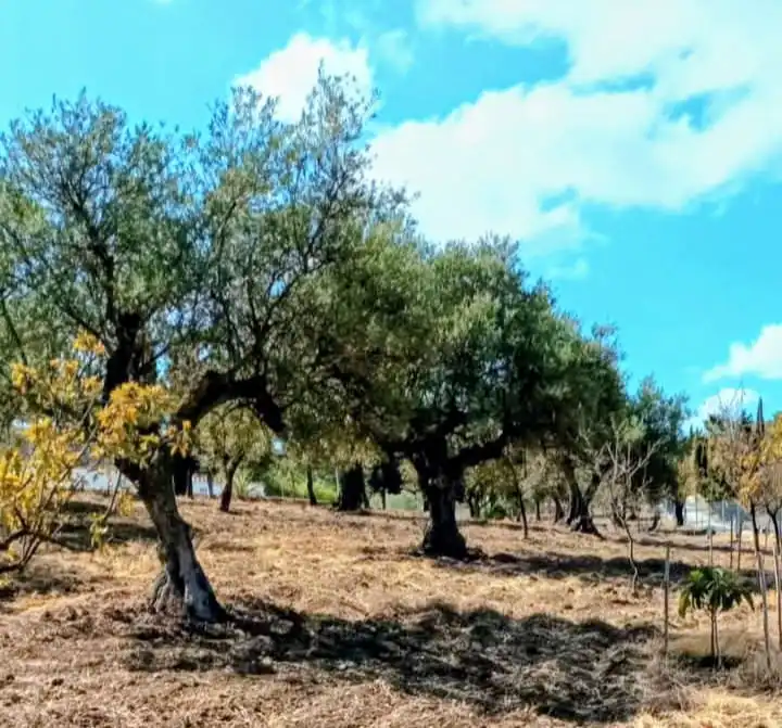 Terrenys i solars en venda a Coín, imagen 14