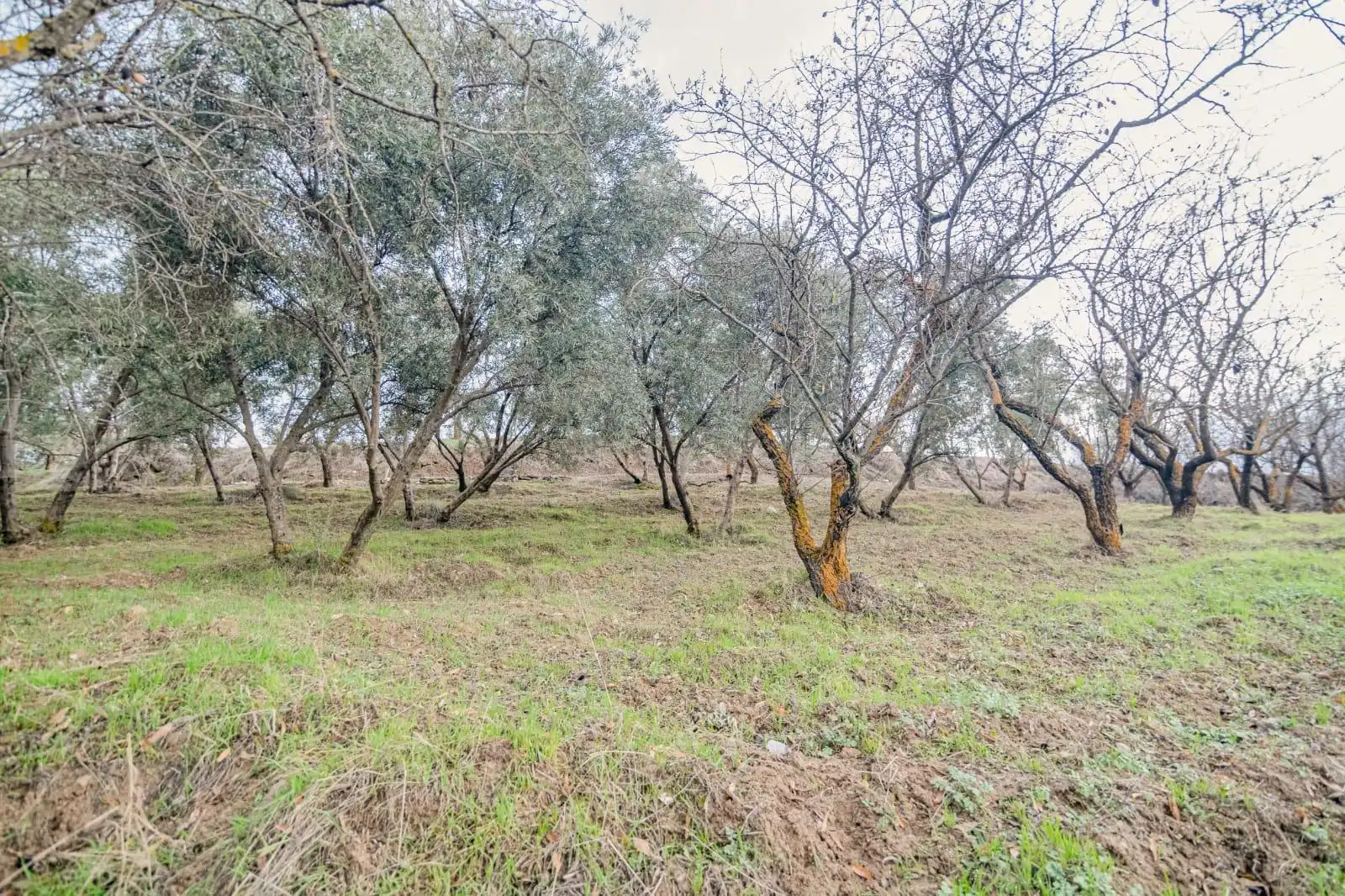 Lands and plots for sale in Autovia Pinos Genil 0, imagen 20