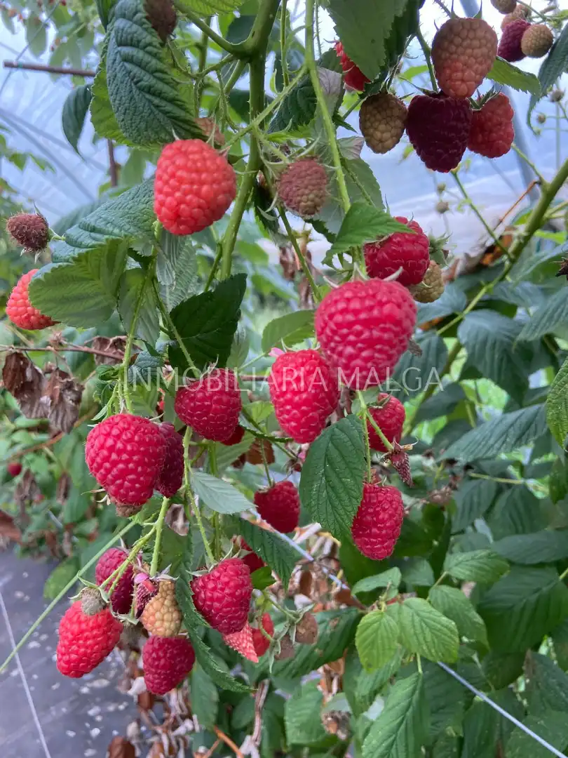 Jardí de Casa o xalet en venda en Colunga amb Calefacció, Jardí privat i Parquet