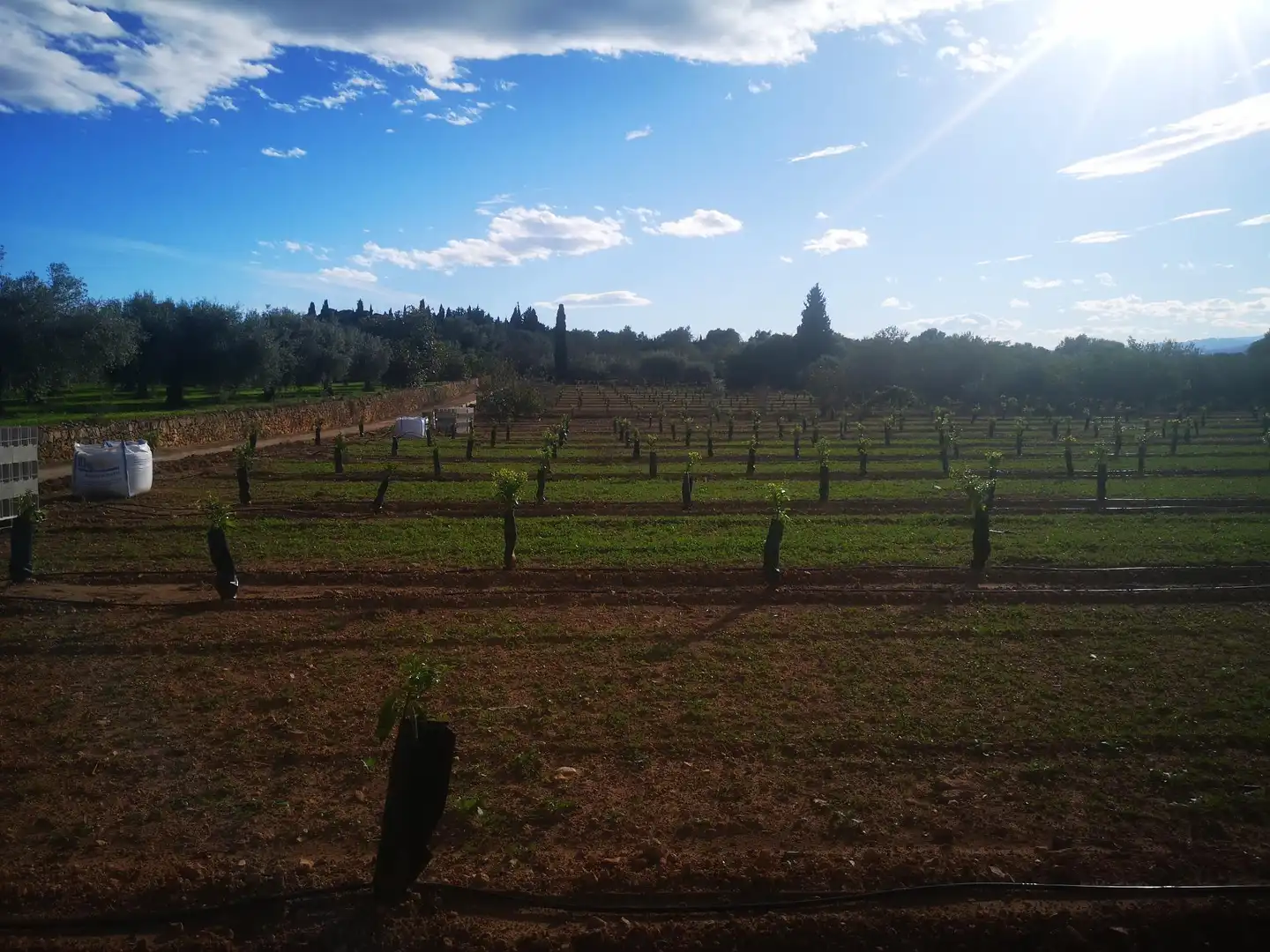 Terreno residenziale in vendita a Ulldecona, imagen 14