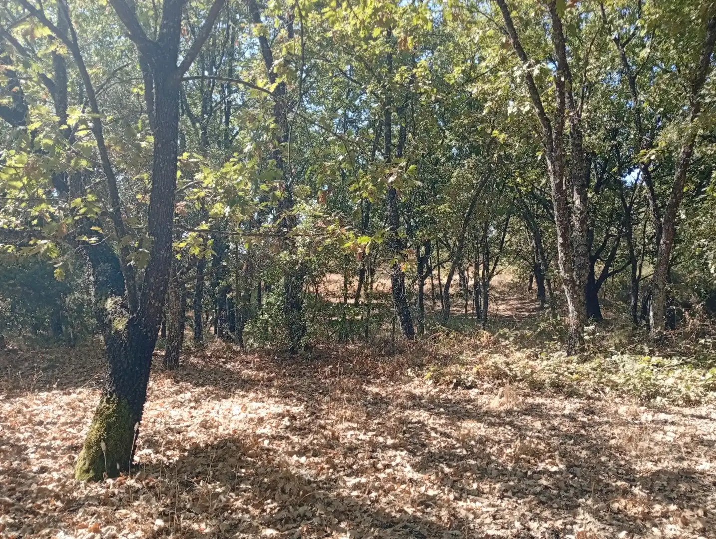 Terreni e lotti in vendita a Villanueva de la Vera, imagen 68