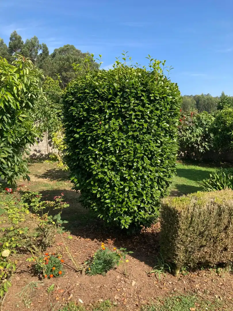 Jardí de Casa o xalet en venda en Dorneda