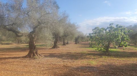 Finca Rúst. en venta en Ulldecona.