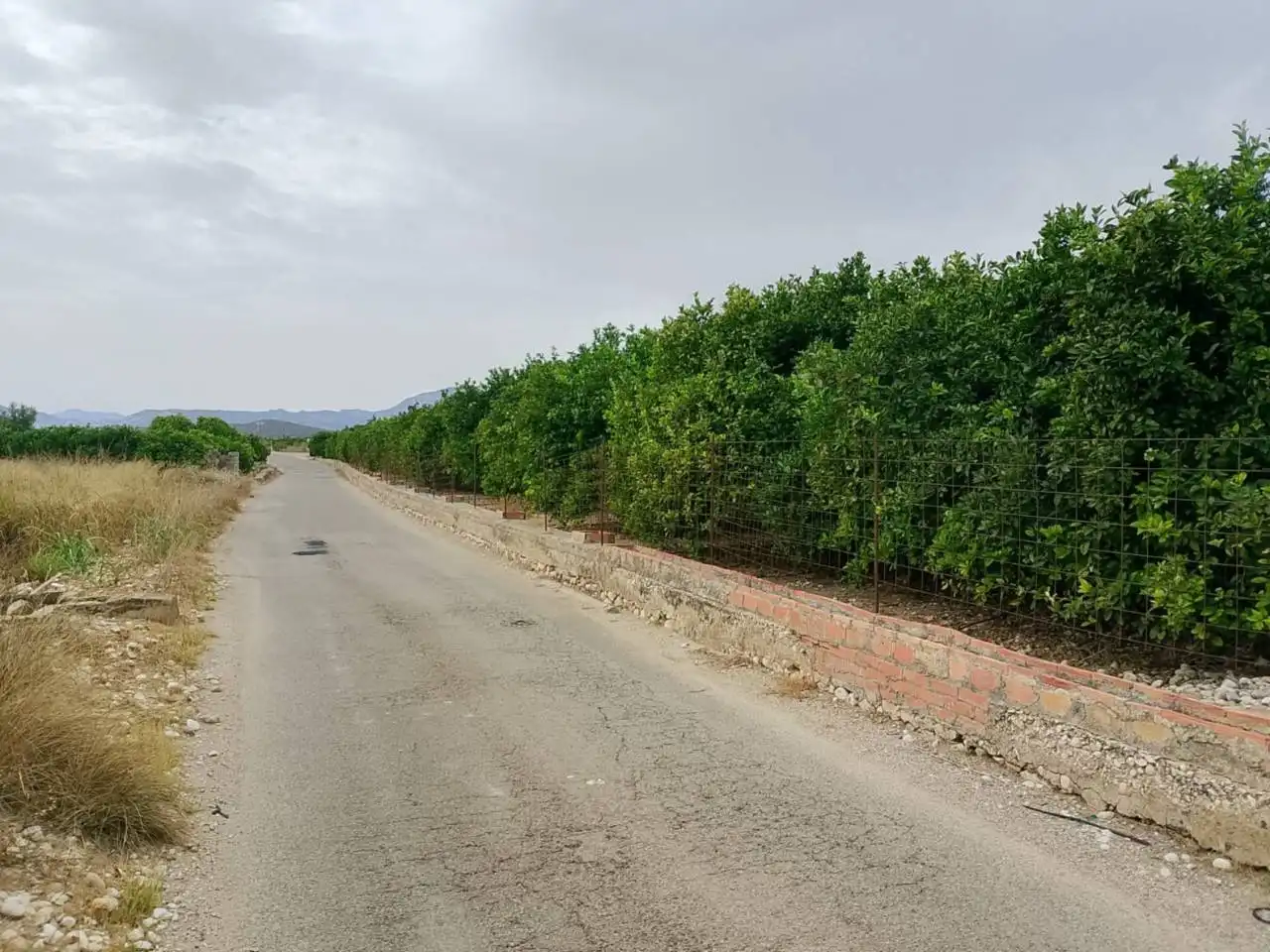Terreny rústic en venda a Camino Bancalons, imagen 6