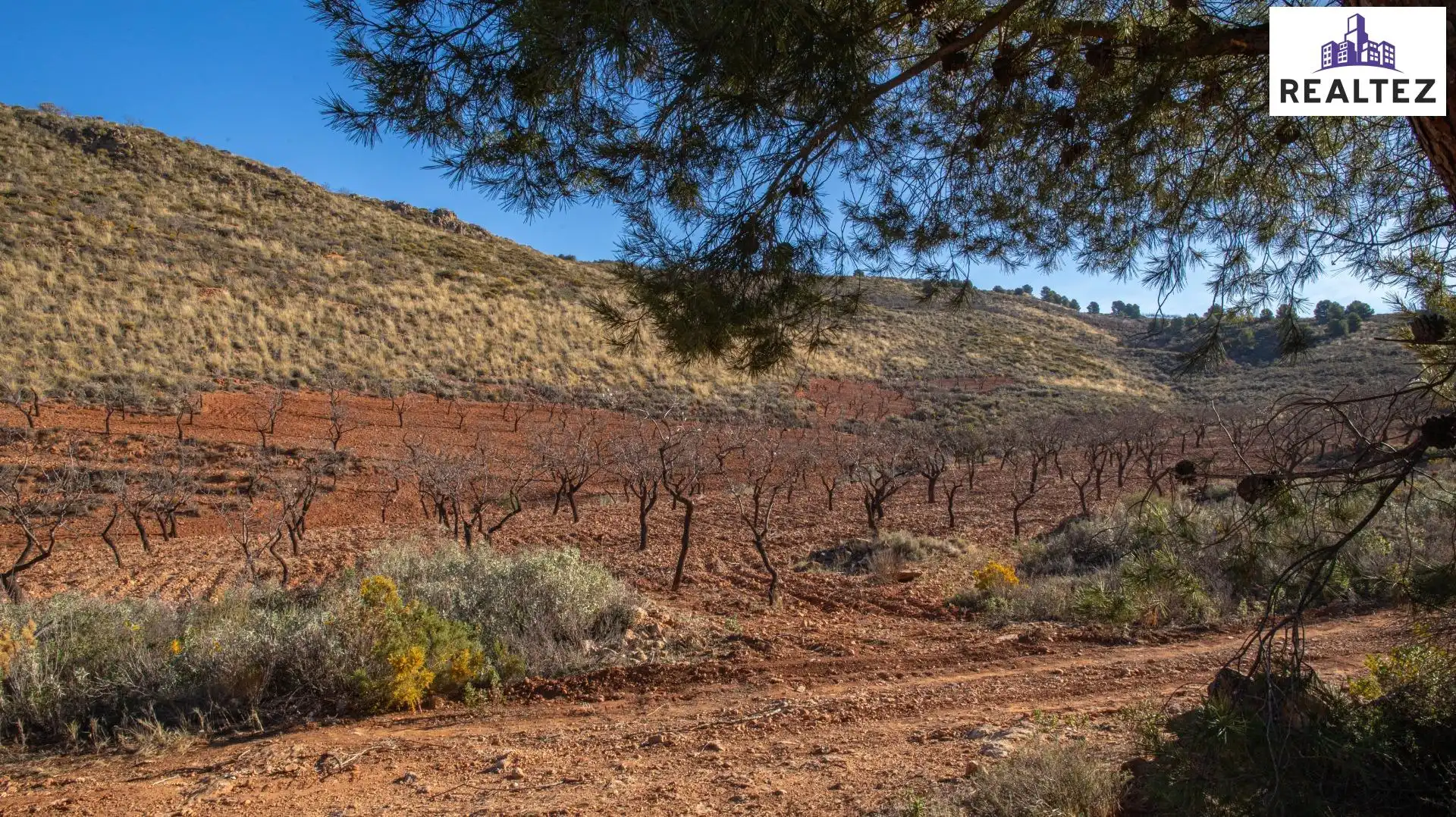 Terrain rustique à vendre à Alcolea, imagen 3