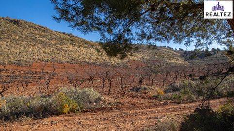 TERRENO EN VENTA EN ALCOLEA CON ALMENDROS ECOLÓGICOS EN PLENA PRODUCCIÓN, immagine 3