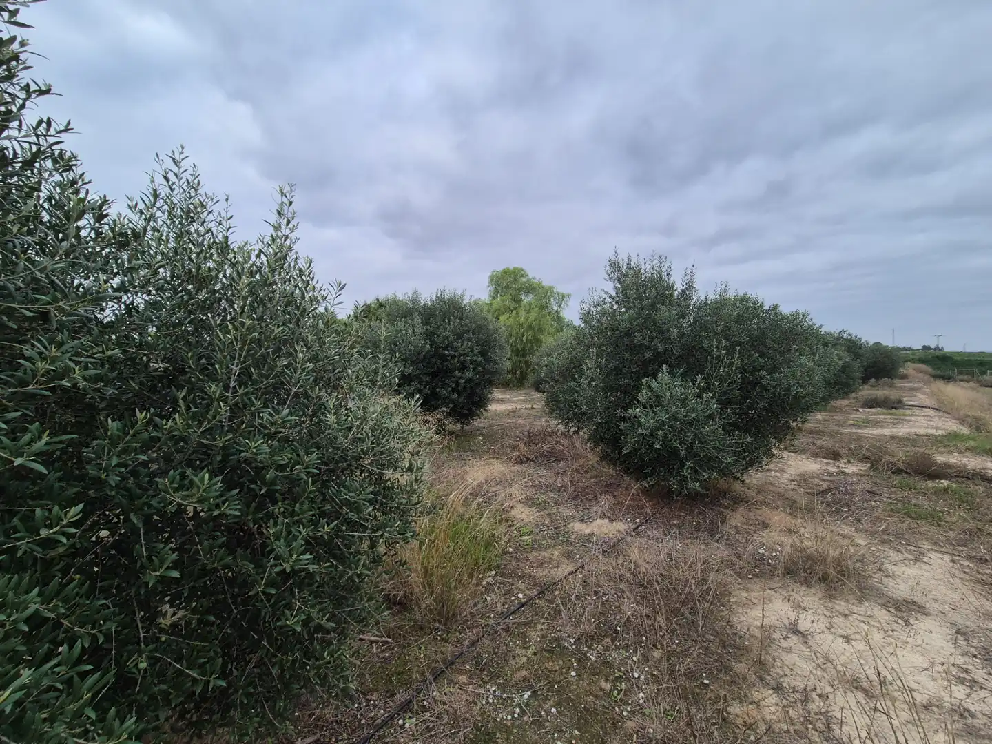 Finca rústica en venda en Las Torres de Cotillas amb Jardí privat, Terrassa i Traster