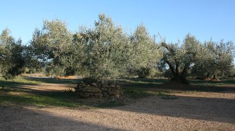 Finca rústica con Masía a reformar y agua corriente cultivo olivos ecológico., image 3