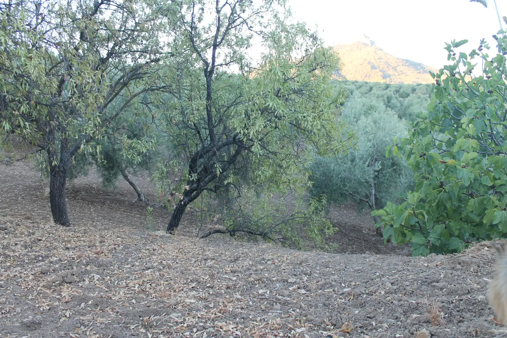 Terrain rustique à vendre à Calle Veterin, imagen 2
