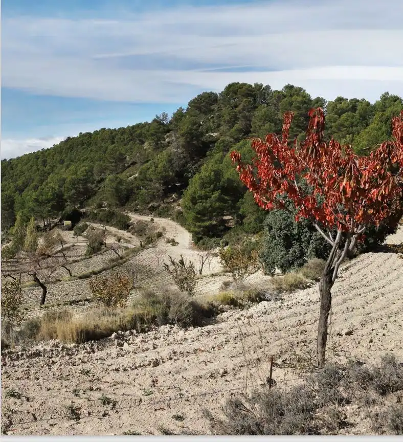 Rural land for sale in Torremanzanas / La Torre de les Maçanes