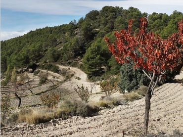 Terreny rústic en venda a Torremanzanas / La Torre de les Maçanes