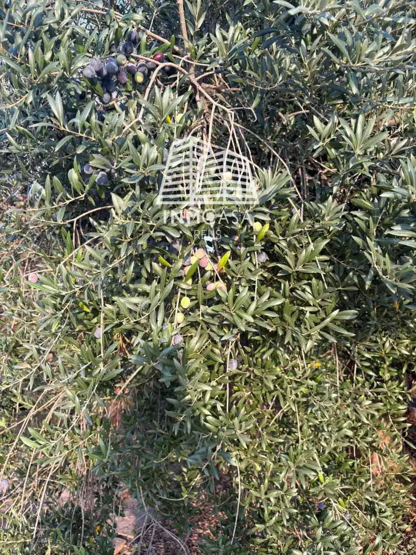 Terreno en venta en La Selva del Camp, Tarragona