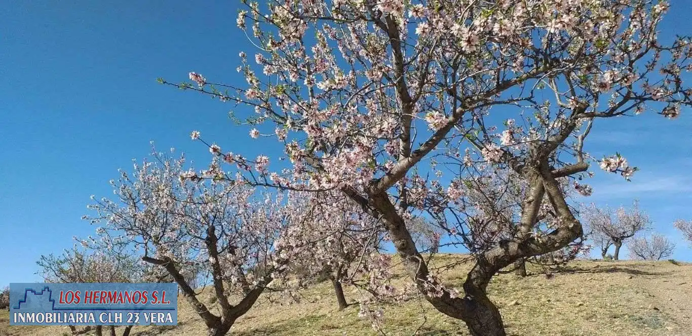 Jardín de Finca rústica en venta en Vélez-Rubio